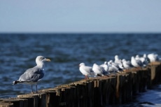 Kuş Resimleri gergi tavan modelleri