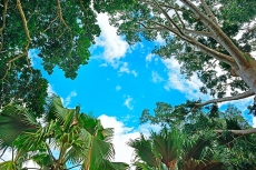 AĞAÇ RESİMLERİ gergi tavan modelleri