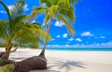 Palmiye Resimleri gergi tavan modelleri