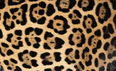 Desen ve Şekiller gergi tavan modelleri