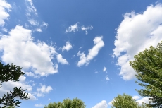 AĞAÇ RESİMLERİ gergi tavan modelleri