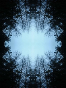 AĞAÇ RESİMLERİ gergi tavan modelleri