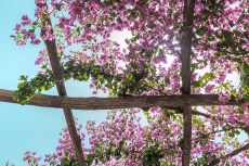 AĞAÇ RESİMLERİ gergi tavan modelleri