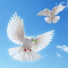 Kuş Resimleri gergi tavan modelleri