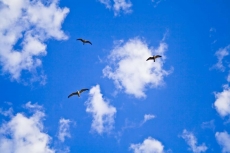 Kuş Resimleri gergi tavan modelleri