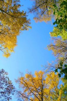 AĞAÇ RESİMLERİ gergi tavan modelleri