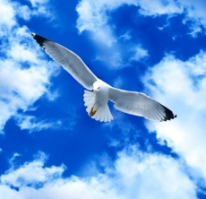 Kuş Resimleri gergi tavan modelleri