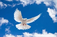 Kuş Resimleri gergi tavan modelleri