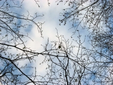 AĞAÇ RESİMLERİ gergi tavan modelleri