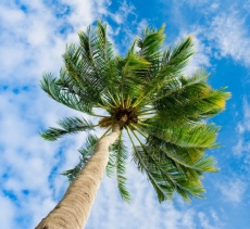 Palmiye Resimleri gergi tavan modelleri