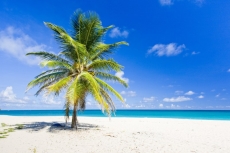 Palmiye Resimleri gergi tavan modelleri