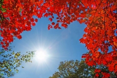 AĞAÇ RESİMLERİ gergi tavan modelleri