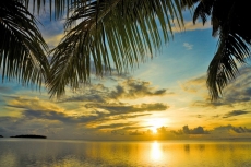 Palmiye Resimleri gergi tavan modelleri