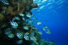 Su Altı Resimleri gergi tavan modelleri