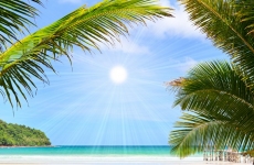 Palmiye Resimleri gergi tavan modelleri