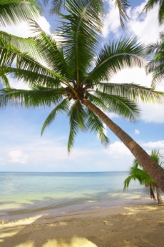 Palmiye Resimleri gergi tavan modelleri