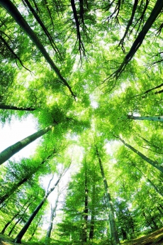 AĞAÇ RESİMLERİ gergi tavan modelleri