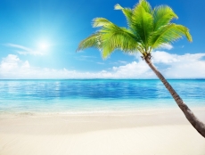 Palmiye Resimleri gergi tavan modelleri