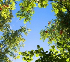 AĞAÇ RESİMLERİ gergi tavan modelleri