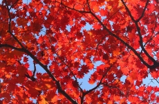 AĞAÇ RESİMLERİ gergi tavan modelleri