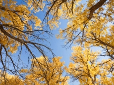 AĞAÇ RESİMLERİ gergi tavan modelleri