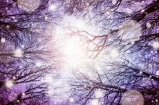 AĞAÇ RESİMLERİ gergi tavan modelleri