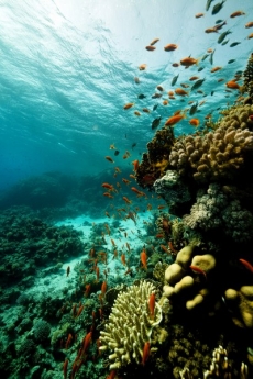 Su Altı Resimleri gergi tavan modelleri