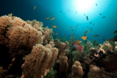 Su Altı Resimleri gergi tavan modelleri