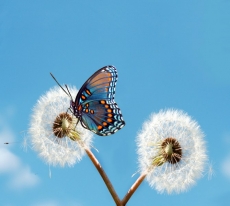 Hayvan Resimleri gergi tavan modelleri