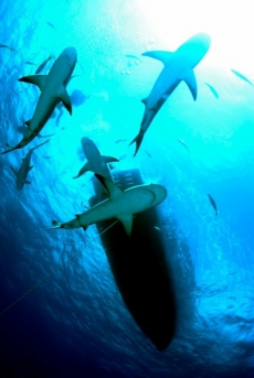 Su Altı Resimleri gergi tavan modelleri