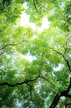 AĞAÇ RESİMLERİ gergi tavan modelleri