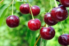 Yiyecek ve İçecek gergi tavan modelleri