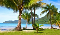 Palmiye Resimleri gergi tavan modelleri