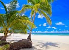 Palmiye Resimleri gergi tavan modelleri