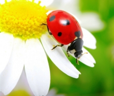 Hayvan Resimleri gergi tavan modelleri