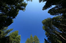 AĞAÇ RESİMLERİ gergi tavan modelleri