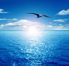 Kuş Resimleri gergi tavan modelleri