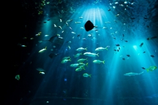 Su Altı Resimleri gergi tavan modelleri