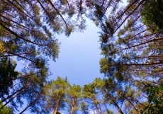 AĞAÇ RESİMLERİ gergi tavan modelleri