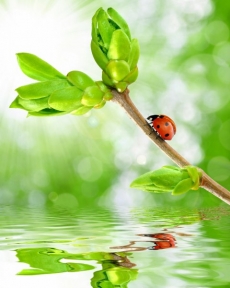 Hayvan Resimleri gergi tavan modelleri