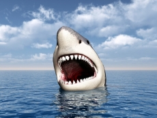 Hayvan Resimleri gergi tavan modelleri