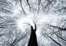 AĞAÇ RESİMLERİ gergi tavan modelleri