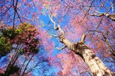 AĞAÇ RESİMLERİ gergi tavan modelleri