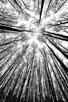 AĞAÇ RESİMLERİ gergi tavan modelleri