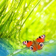 Hayvan Resimleri gergi tavan modelleri