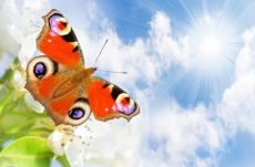 Hayvan Resimleri gergi tavan modelleri