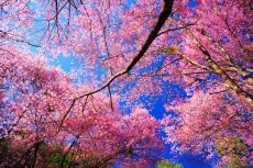 AĞAÇ RESİMLERİ gergi tavan modelleri