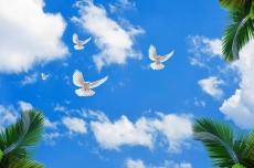 Kuş Resimleri gergi tavan modelleri